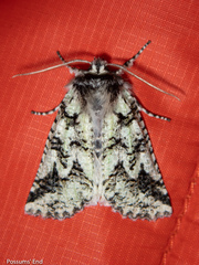 Declana toreuta