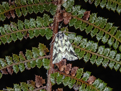 Declana toreuta