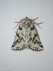Declana toreuta