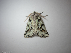 Declana toreuta