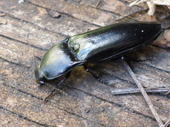 Melanactes densus