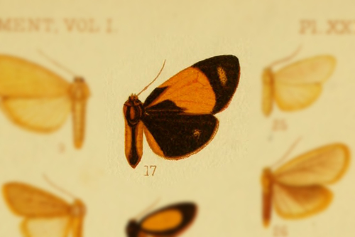 Antona nigrobasalis