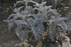 Constancea nevinii