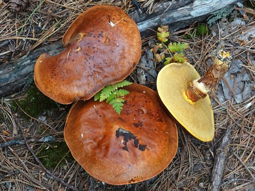 Larch Bolete