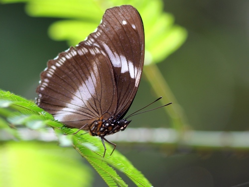 Blue Diadem Butterfly