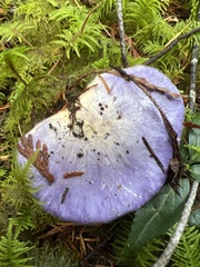 Cortinarius subfoetidus