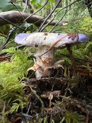 Cortinarius subfoetidus