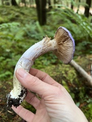 Cortinarius subfoetidus