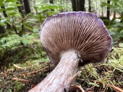 Cortinarius subfoetidus