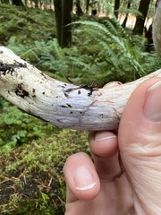 Cortinarius subfoetidus