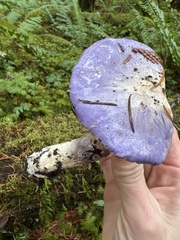 Cortinarius subfoetidus
