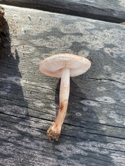 Lepiota brunneoincarnata