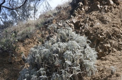 Constancea nevinii