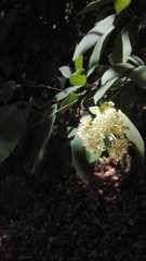 Hydrangea serratifolia