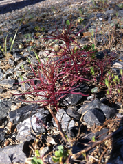 Cordylanthus tenuis brunneus