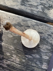Lepiota brunneoincarnata