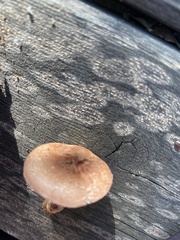 Lepiota brunneoincarnata