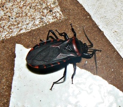 Brontostoma colossus