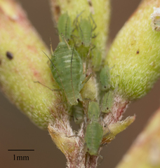 Acyrthosiphon kondoi