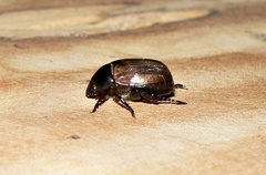 Anomala testaceipennis