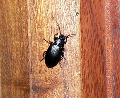 Anaedus