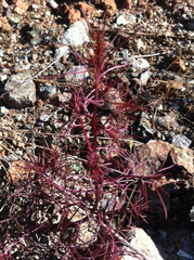 Cordylanthus tenuis brunneus