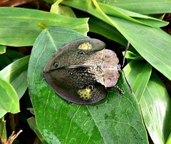 Stolas redtenbacheri