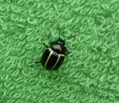 Desmogramma