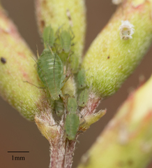 Acyrthosiphon kondoi