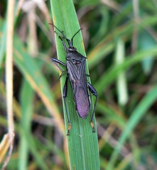 Grammopoecilus