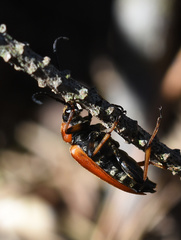 Stictoleptura rubra
