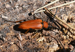 Stictoleptura rubra