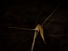 Arachnitis uniflora