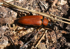 Stictoleptura rubra