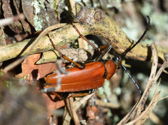 Stictoleptura rubra
