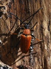 Stictoleptura rubra