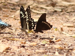 Papilio chrapkowskoides