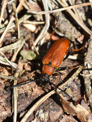 Stictoleptura rubra