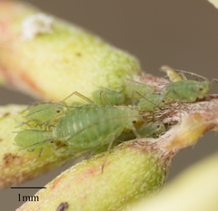 Acyrthosiphon kondoi