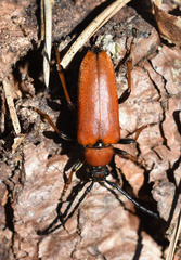 Stictoleptura rubra