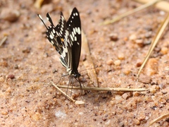 Papilio menestheus