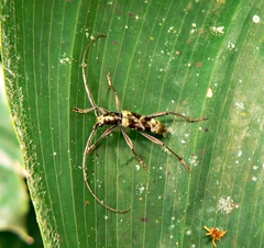 Mallocera glauca