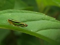 Sibovia sagata