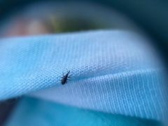 Neocyba metrosideros