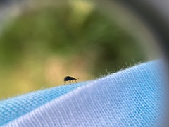 Neocyba metrosideros