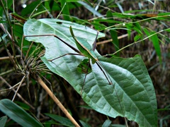 Xenicola taroba
