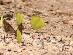 Eurema senegalensis