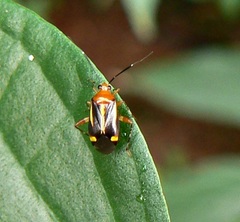 Horciasinus signoreti