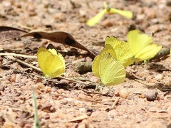 Eurema senegalensis