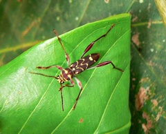Cotyclytus curvatus